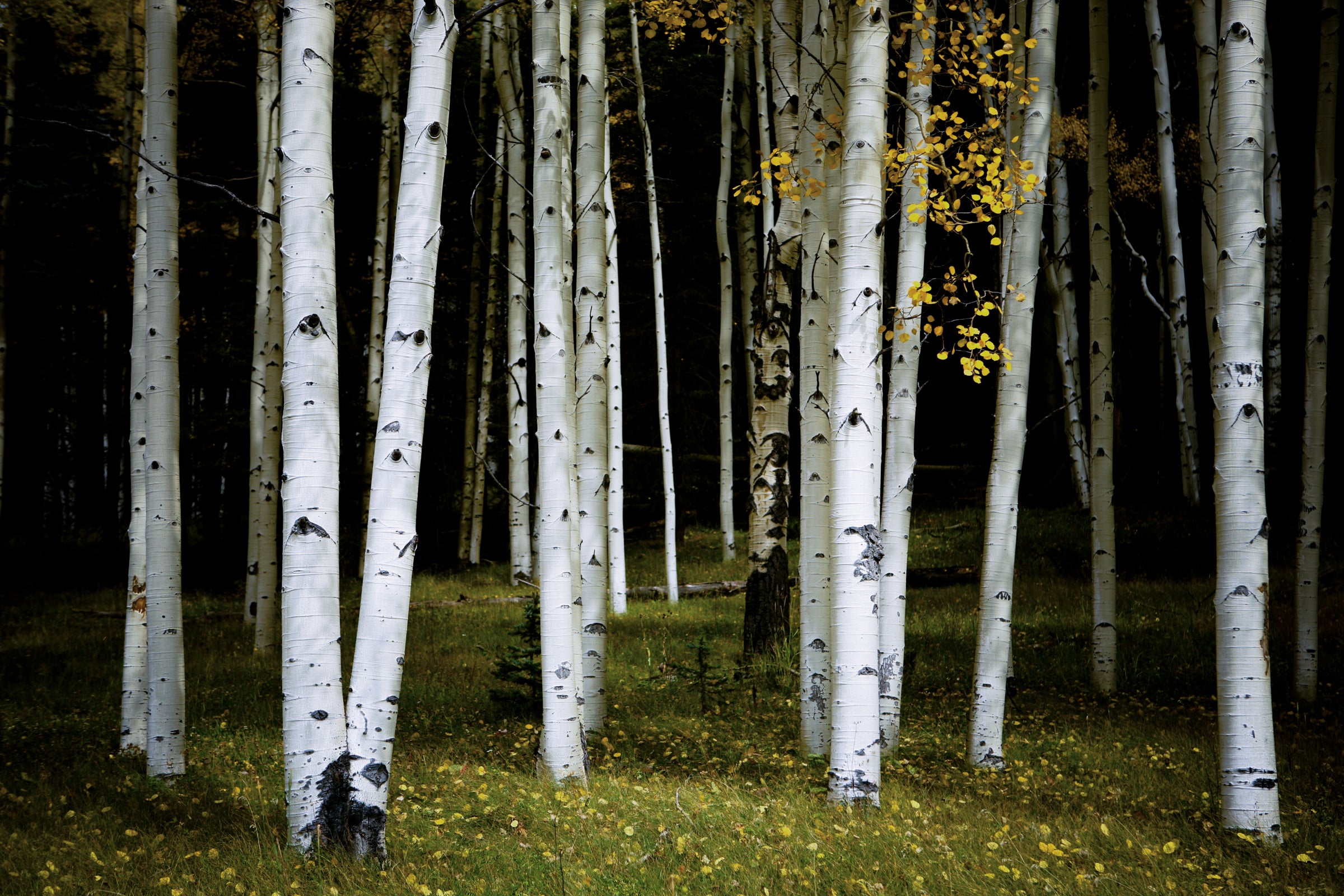 Aspens