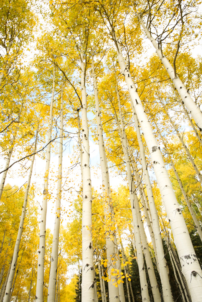 Yellow Aspens