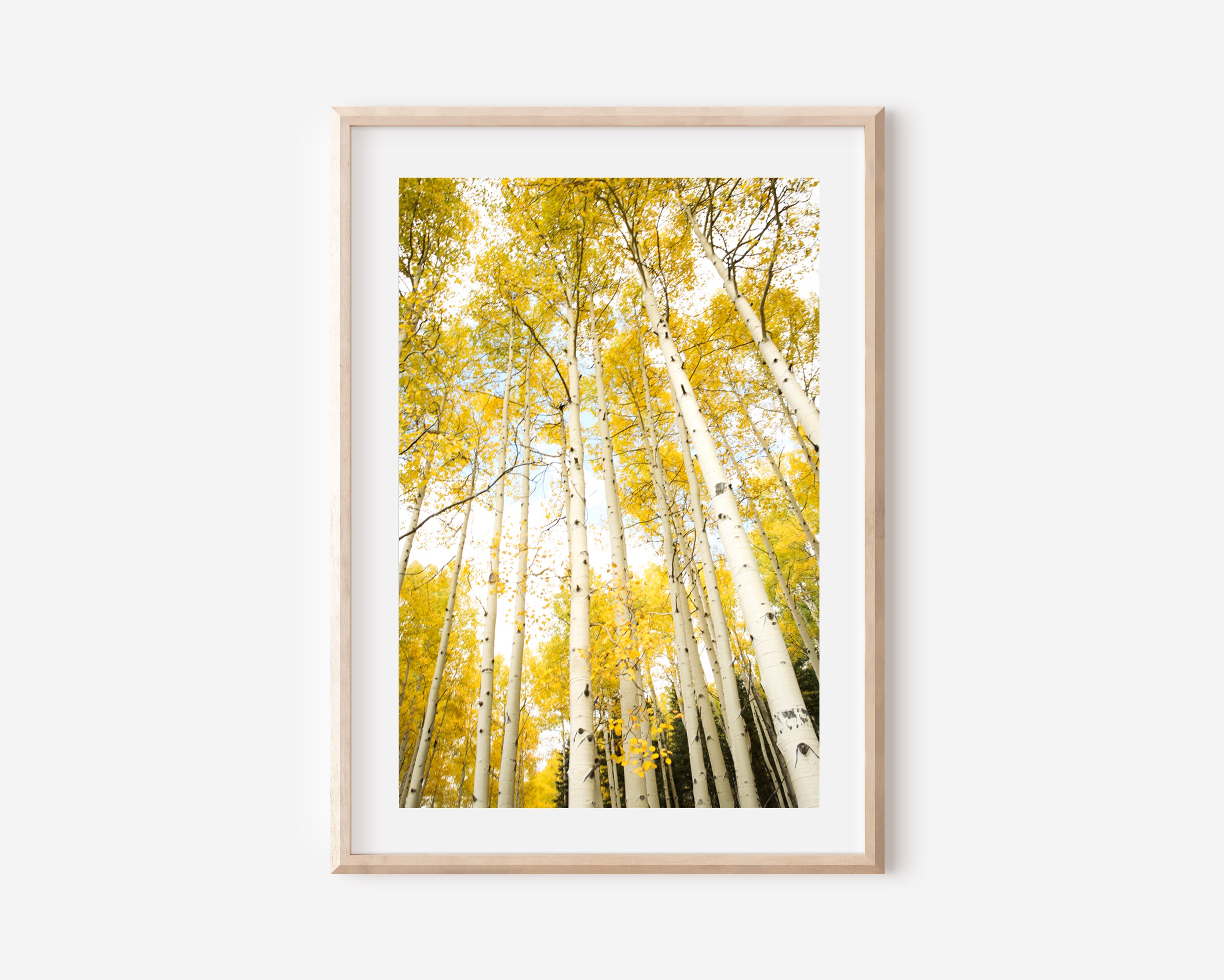 Yellow Aspens