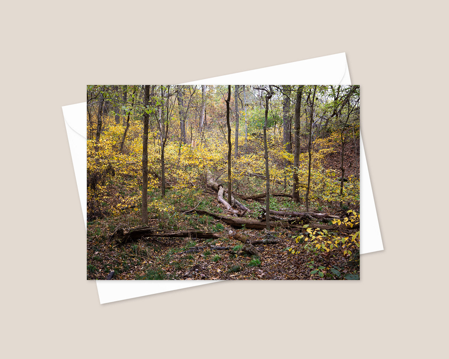 Fall Forest Photography Print