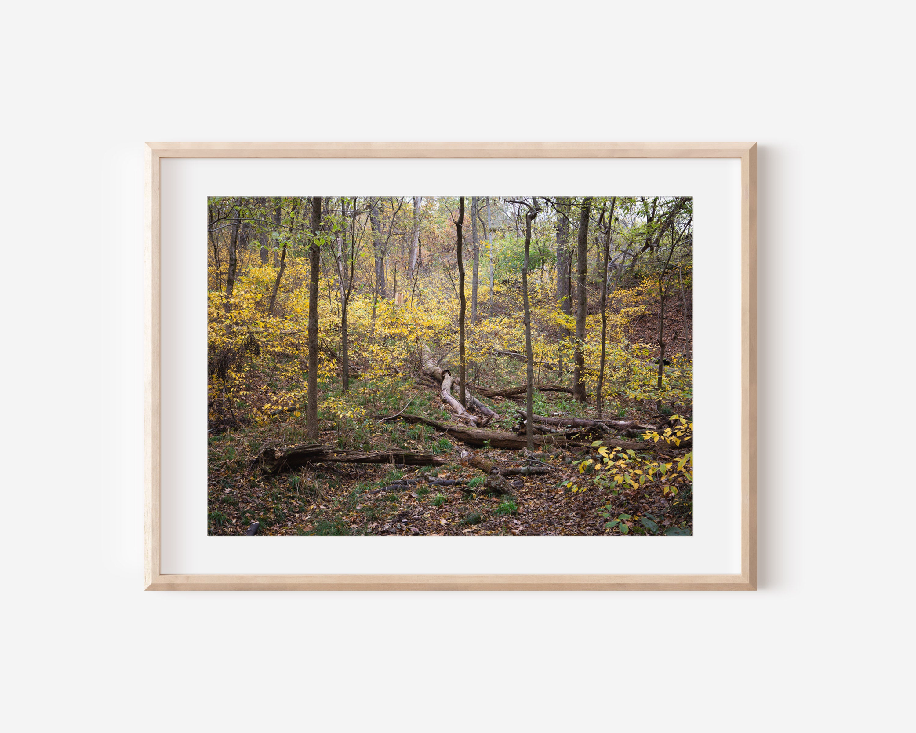 Fall Forest Photography Print