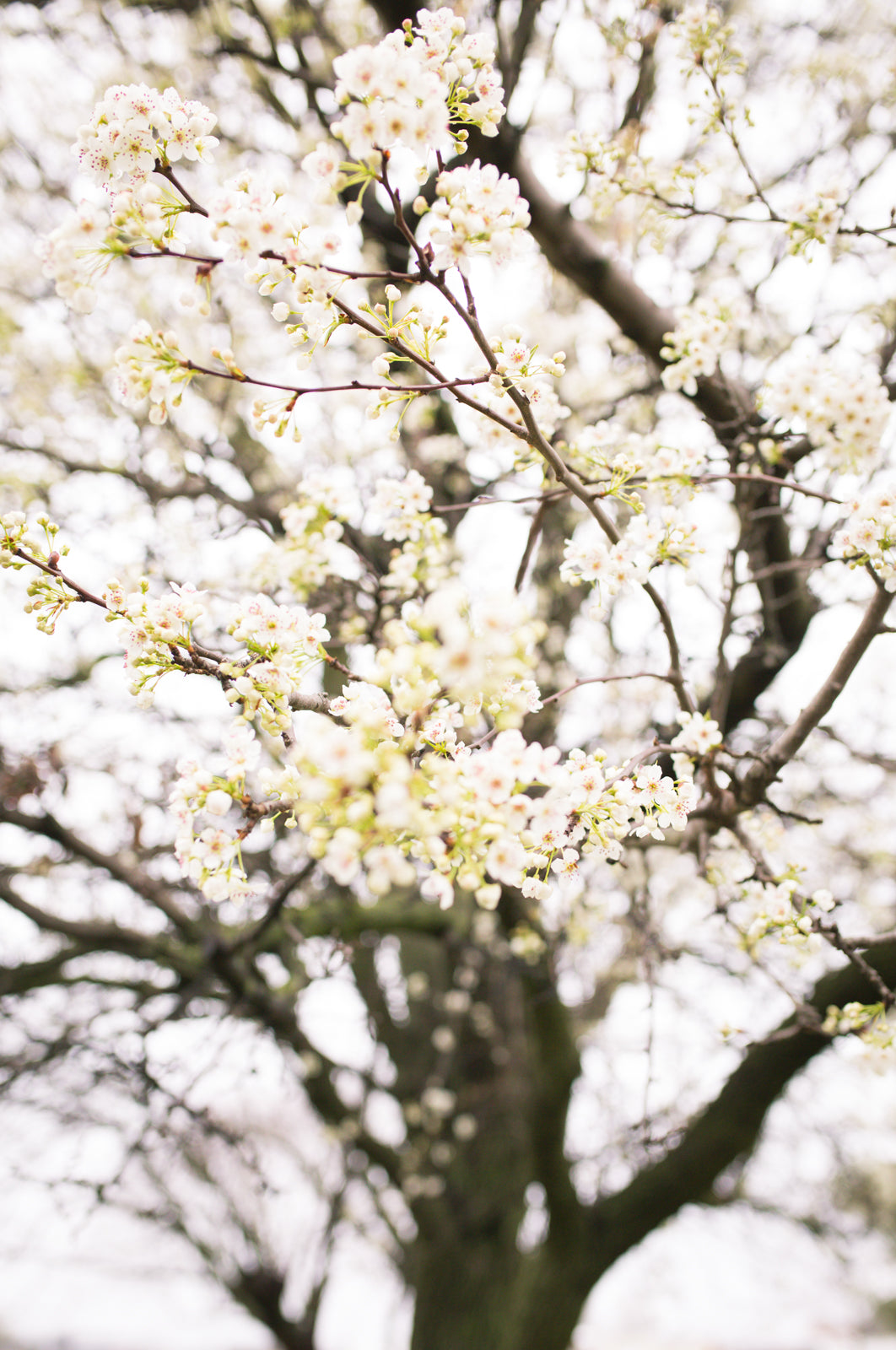 Spring Blooms