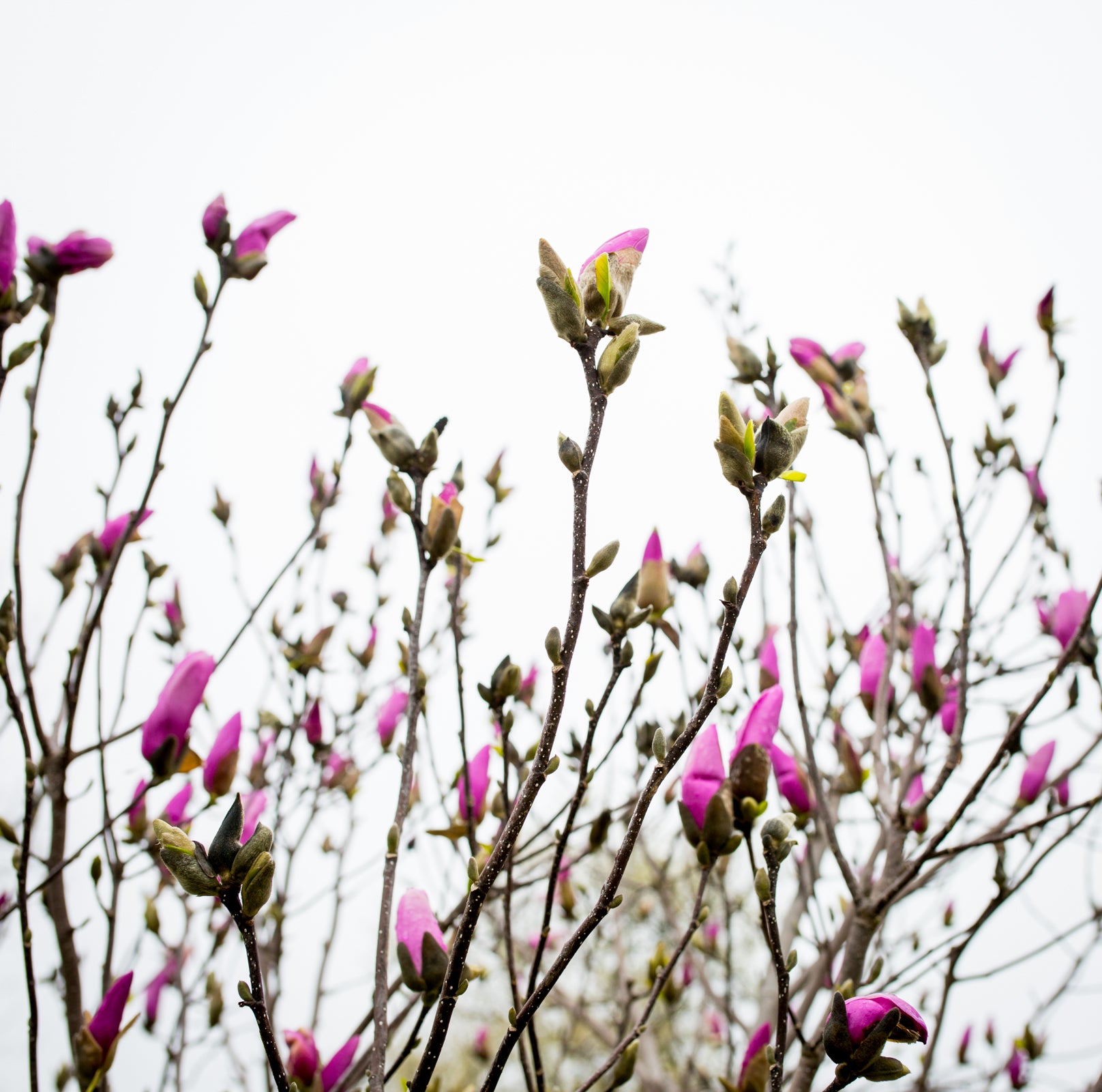 Pink Magnolia buds