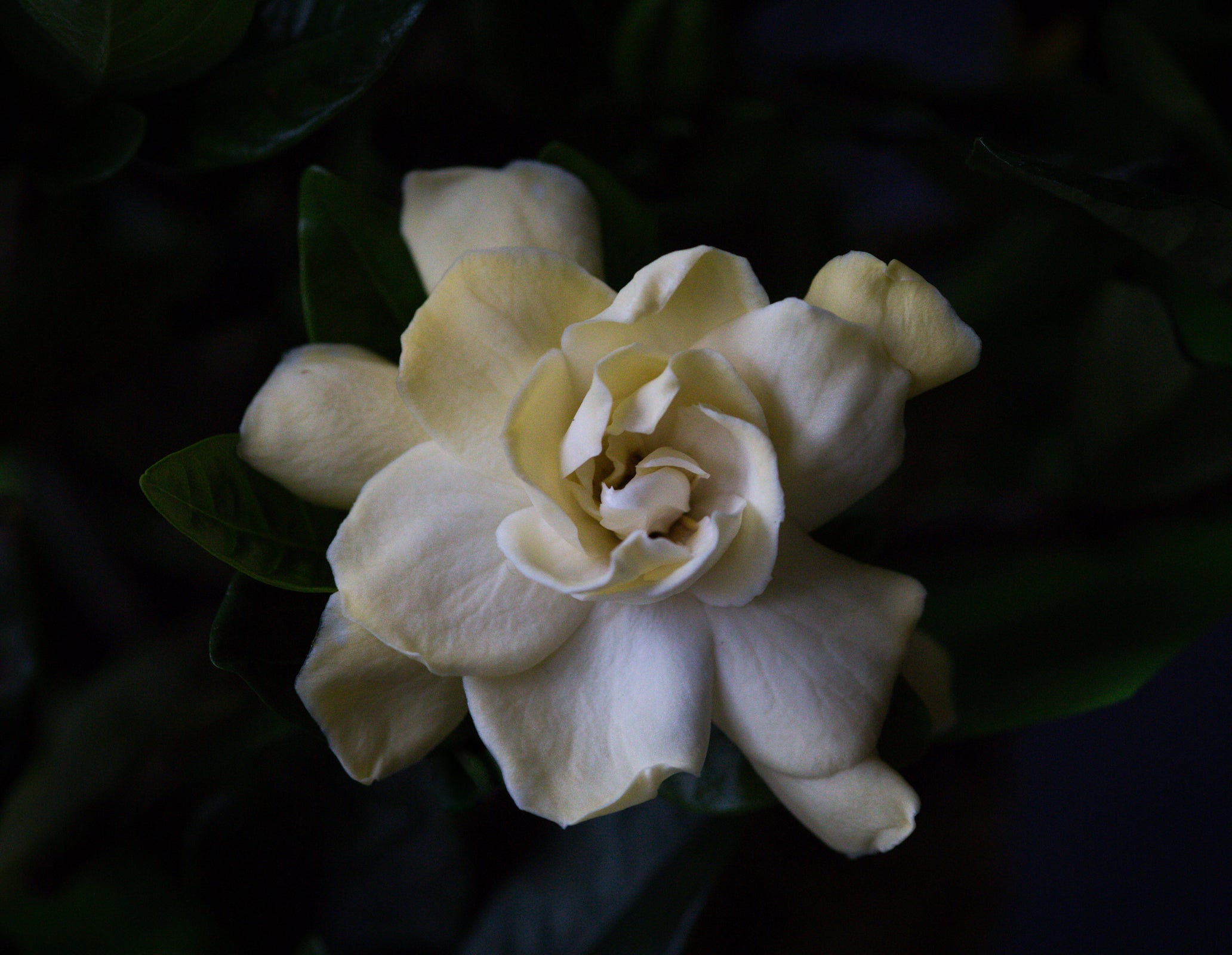 Gardenia Photo Print