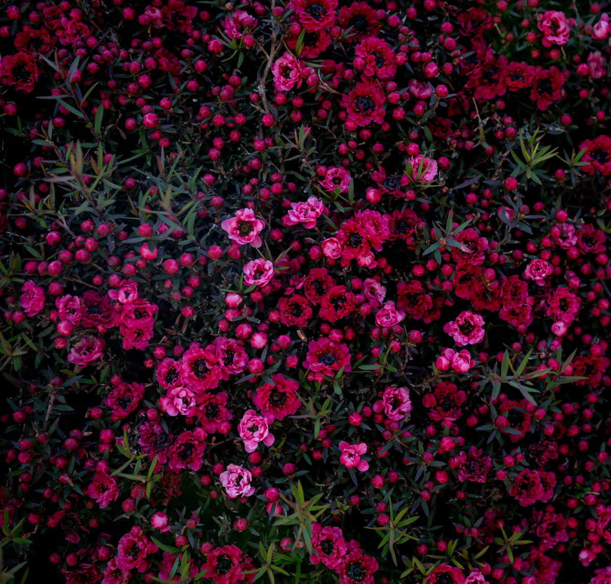 Pink and Red Flowers