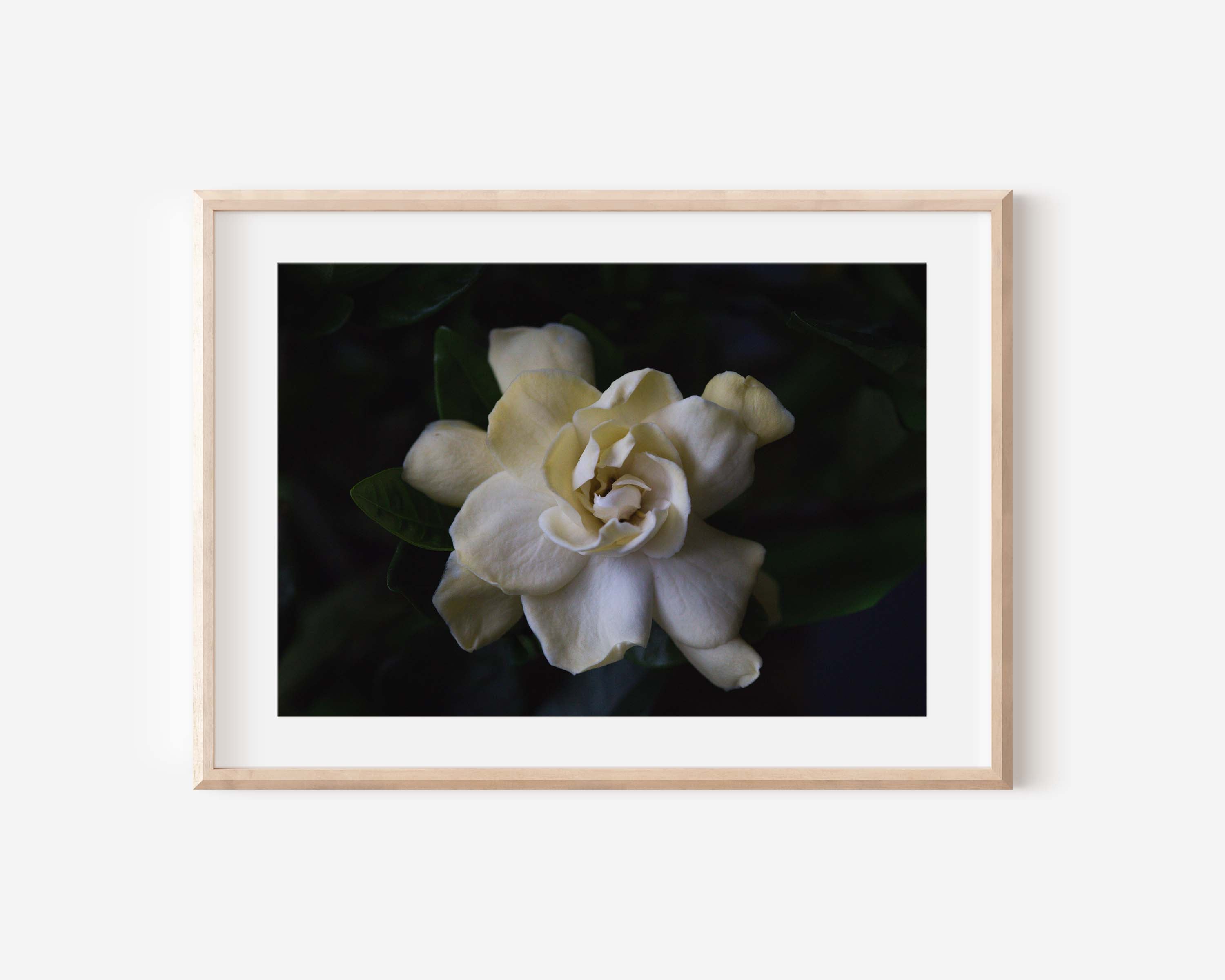 Gardenia Photo Print