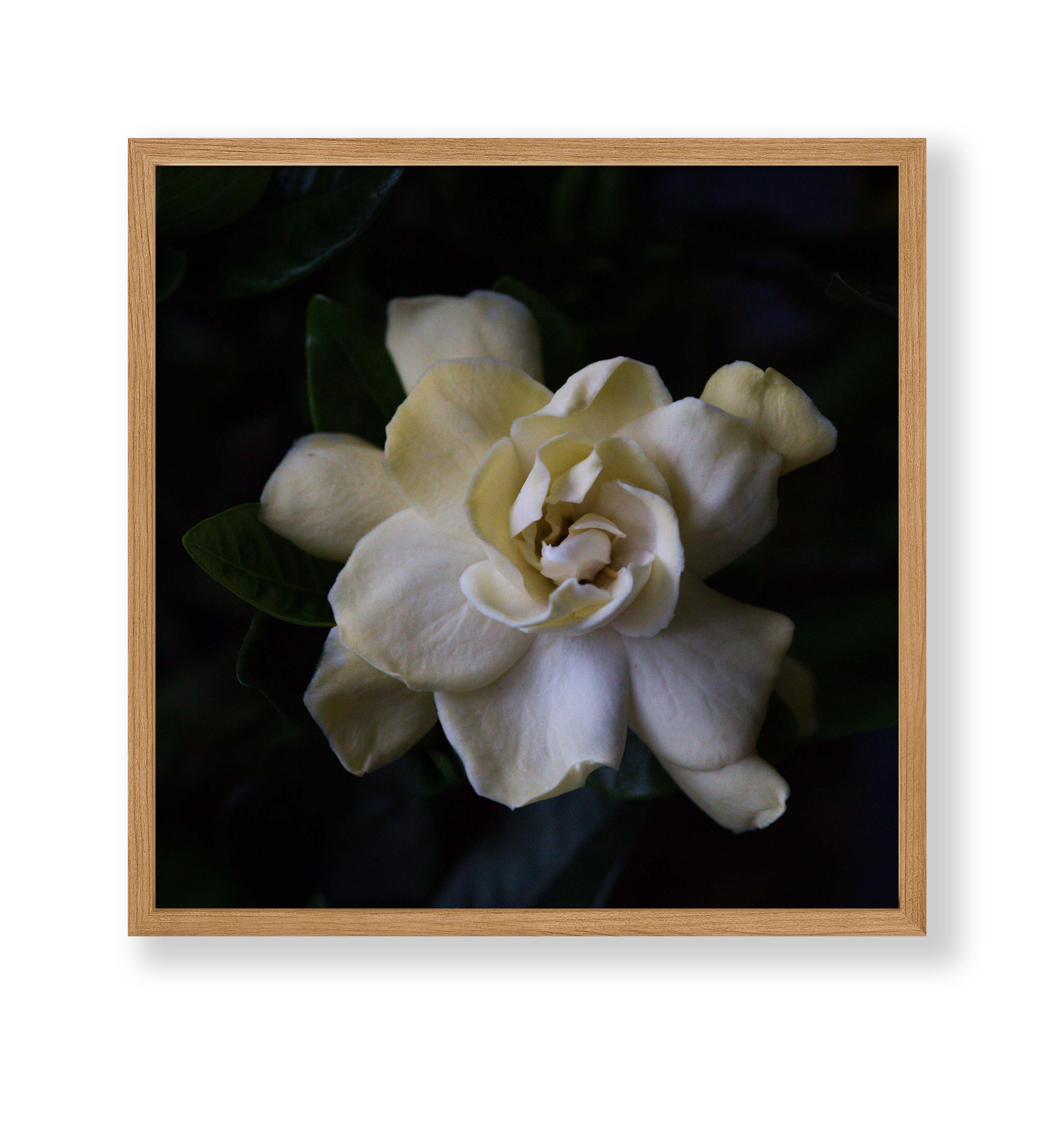 Gardenia Photo Print