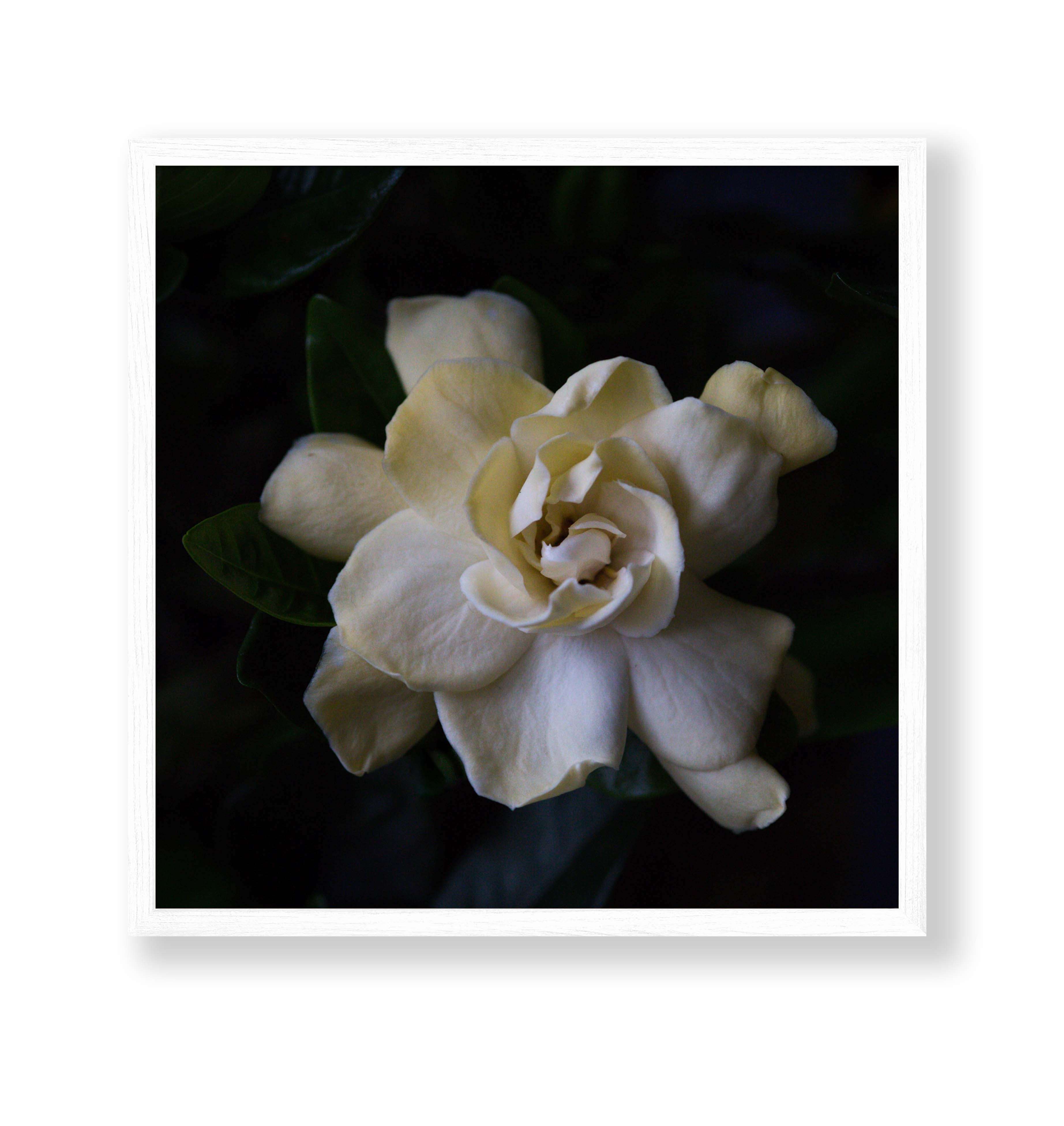 Gardenia Photo Print